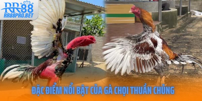 Đặc điểm nổi bật của gà chọi thuần chủng