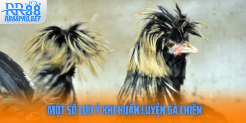 Một số lưu ý khi huấn luyện gà chiến