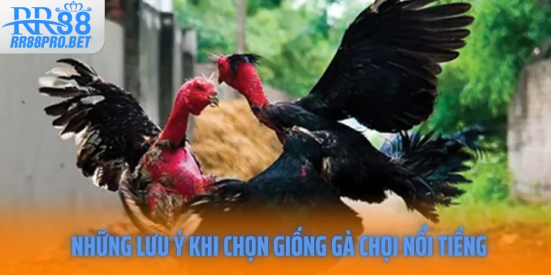 Những lưu ý khi chọn giống gà chọi nổi tiếng
